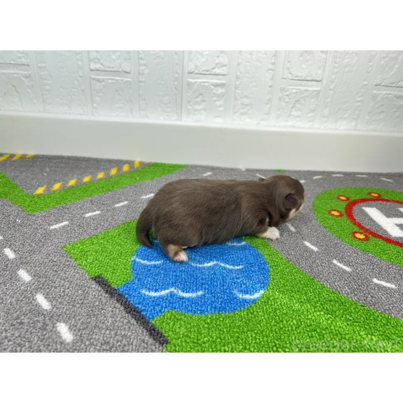 販売中の愛知県のチワワ(ロングコート)-446707の2枚目