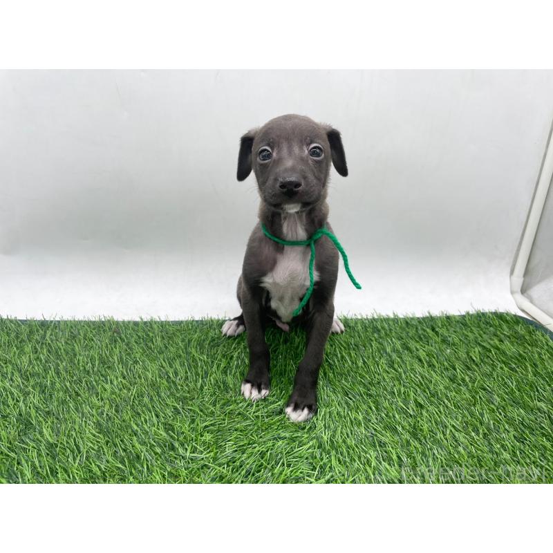 販売中の愛知県のイタリアングレーハウンド(イタグレ)-446708