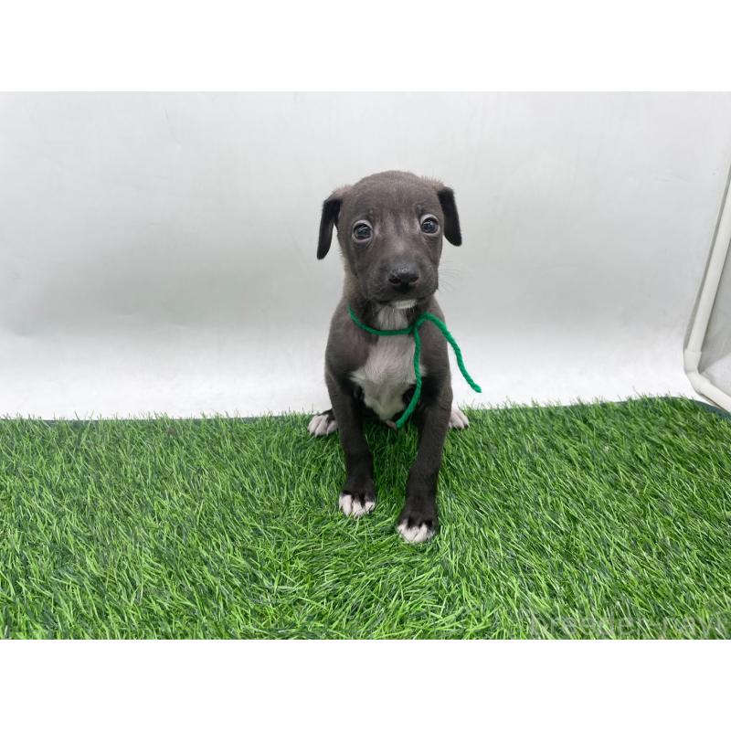 販売中の愛知県のイタリアングレーハウンド(イタグレ)-446708の5枚目