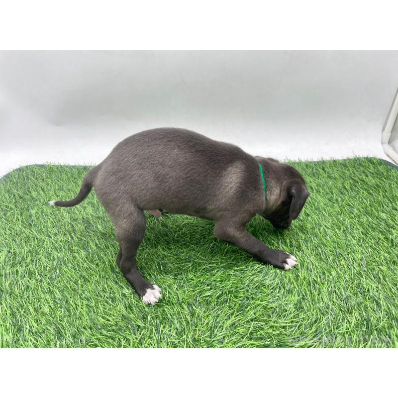 販売中の愛知県のイタリアングレーハウンド(イタグレ)-446708の4枚目