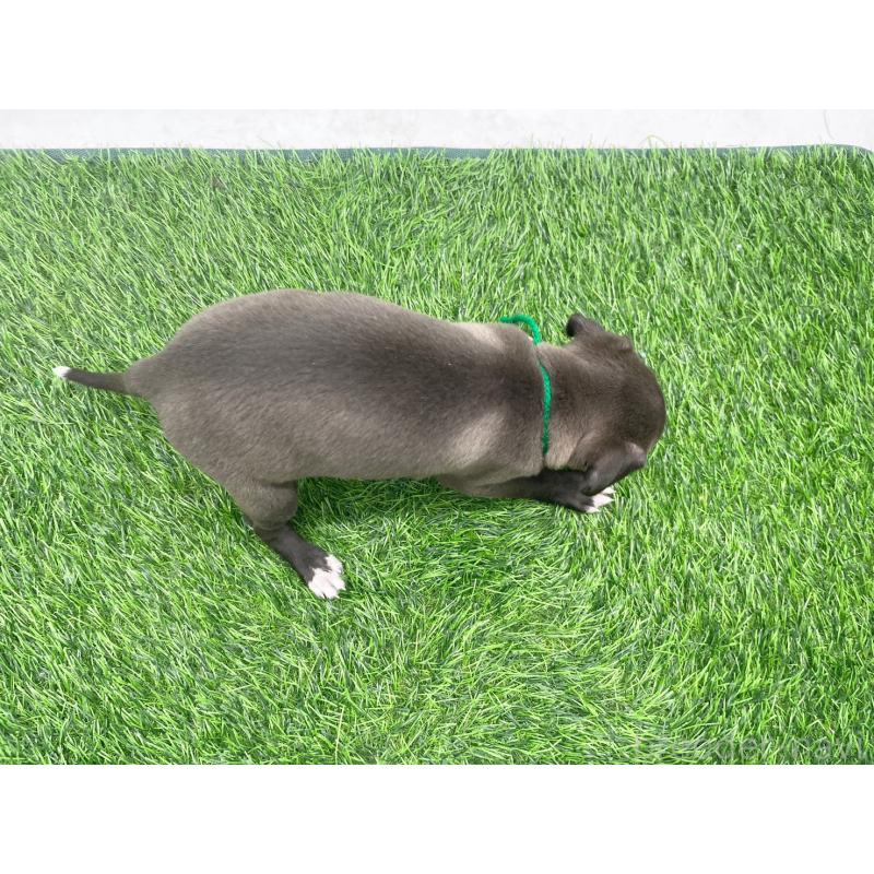 販売中の愛知県のイタリアングレーハウンド(イタグレ)-446708の3枚目