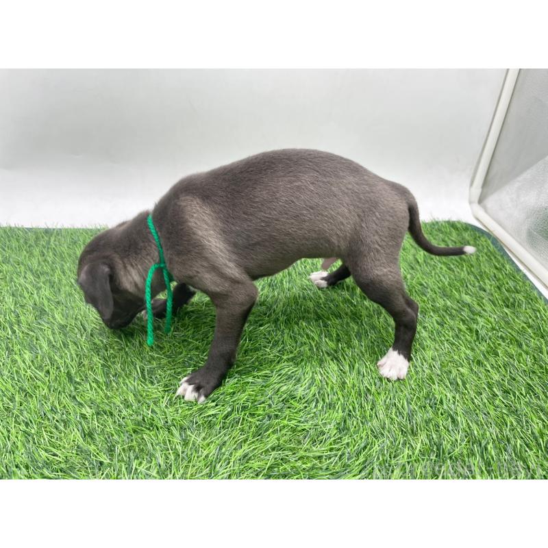 販売中の愛知県のイタリアングレーハウンド(イタグレ)-446708の2枚目