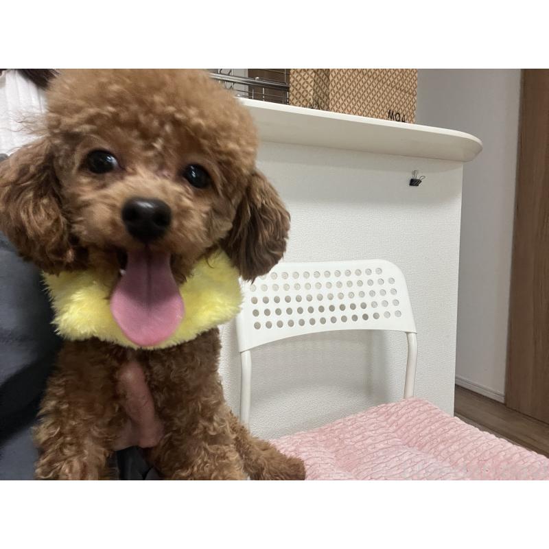 販売中の埼玉県のタイニープードル-430405の5枚目