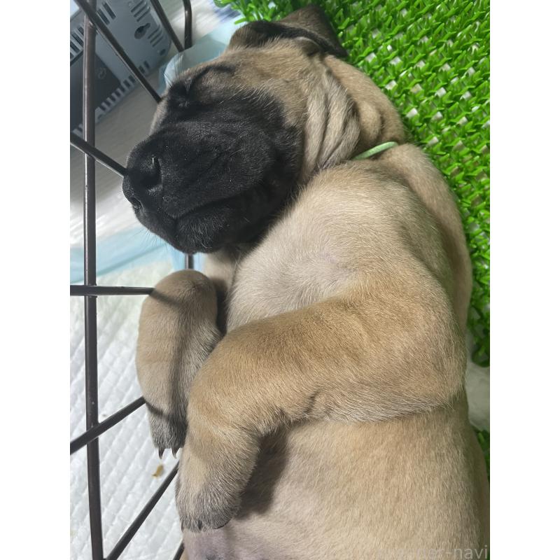 販売中の大阪府のグレートデン-446710の4枚目