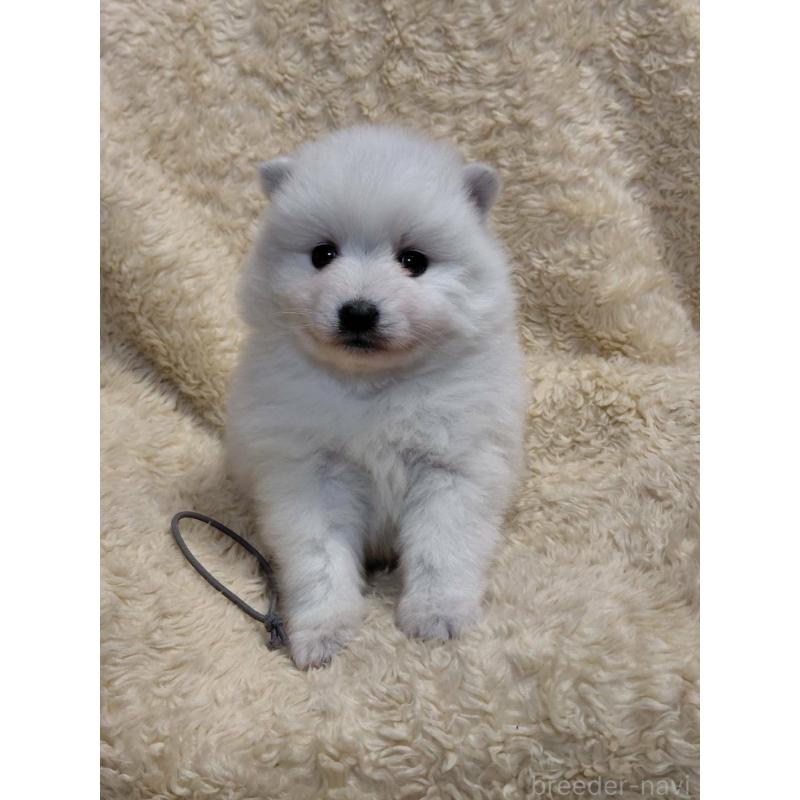 販売中の千葉県の日本スピッツ-446709の6枚目