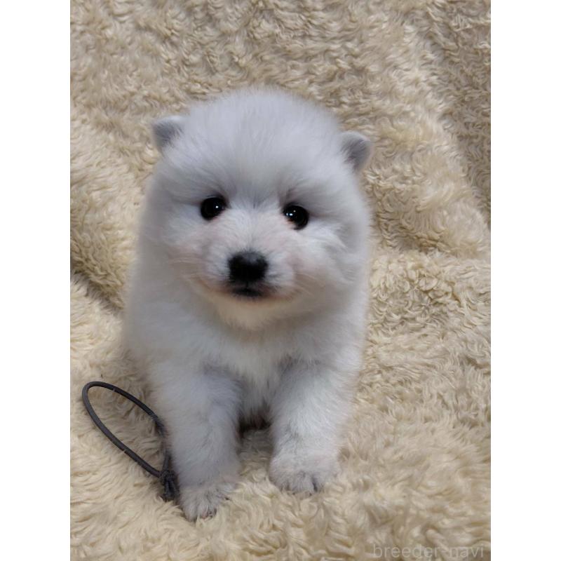 販売中の千葉県の日本スピッツ-446709の4枚目