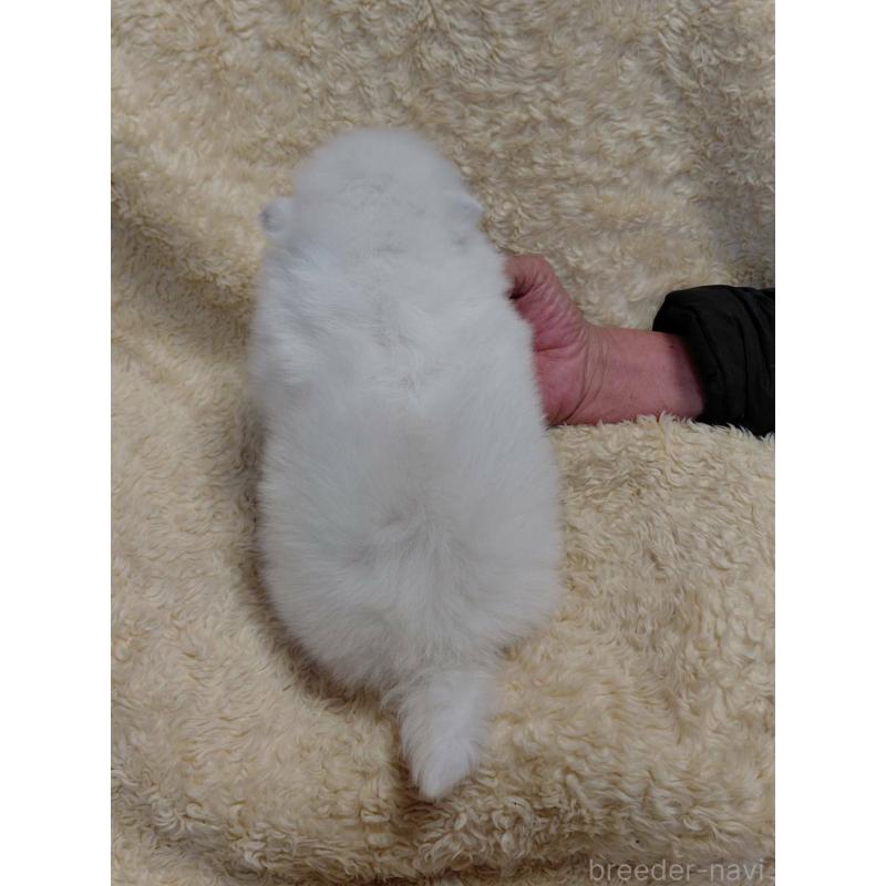 販売中の千葉県の日本スピッツ-446709の2枚目