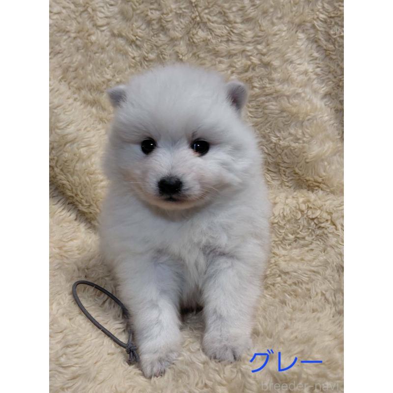 販売中の千葉県の日本スピッツ-446709