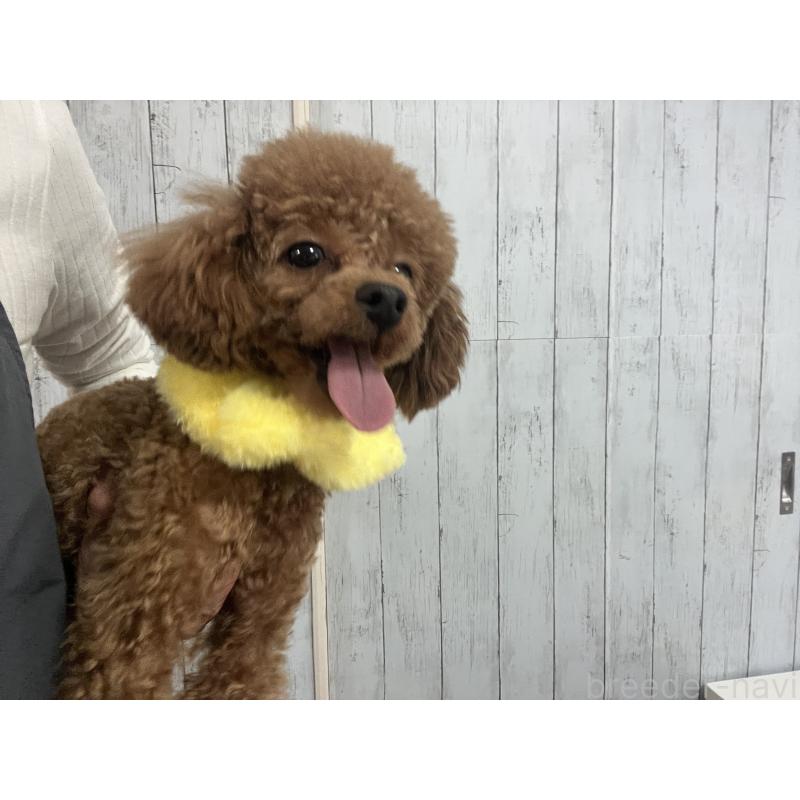 販売中の埼玉県のタイニープードル-430405の4枚目