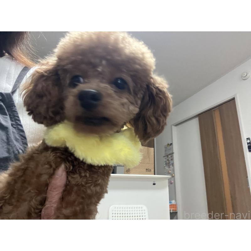 販売中の埼玉県のタイニープードル-430405の3枚目