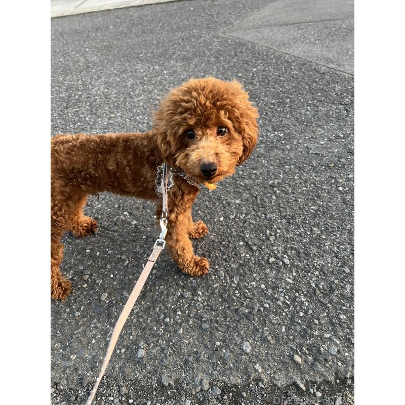 商談中の埼玉県のタイニープードル-410406の3枚目