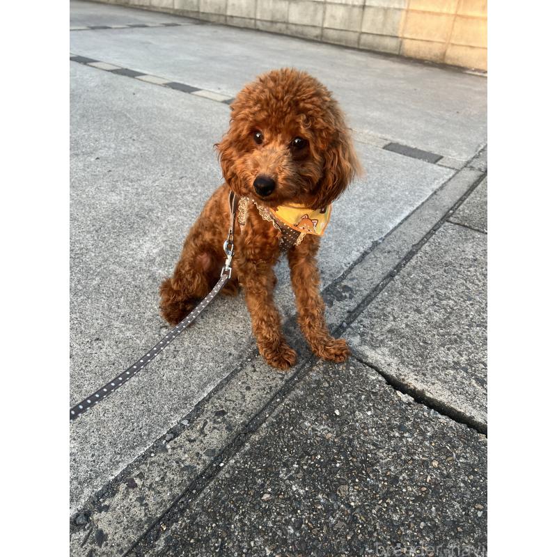 商談中の埼玉県のタイニープードル-410406の2枚目