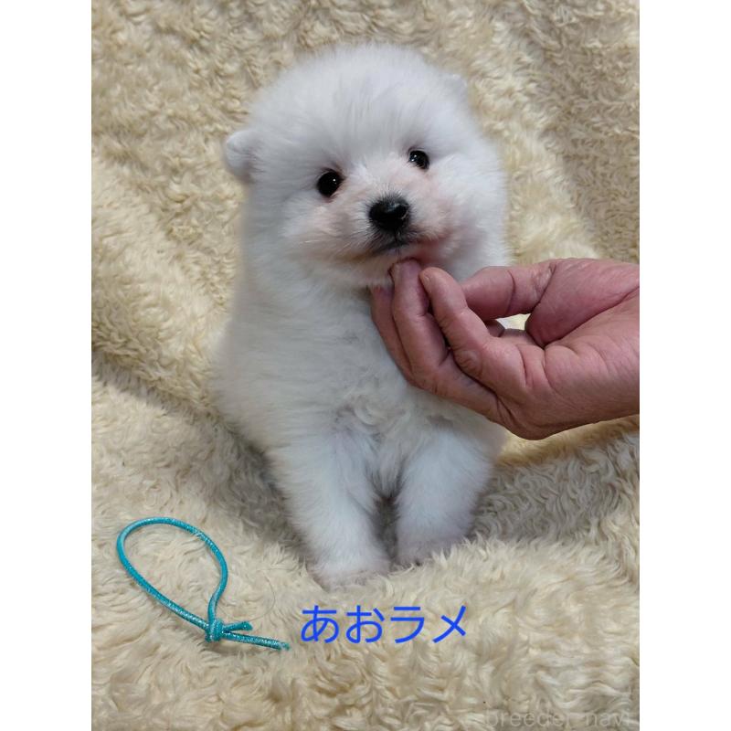 販売中の千葉県の日本スピッツ-446711の1枚目