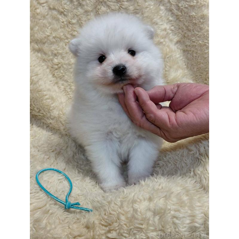 販売中の千葉県の日本スピッツ-446711の7枚目