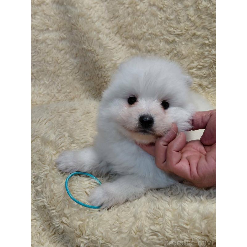 販売中の千葉県の日本スピッツ-446711の6枚目