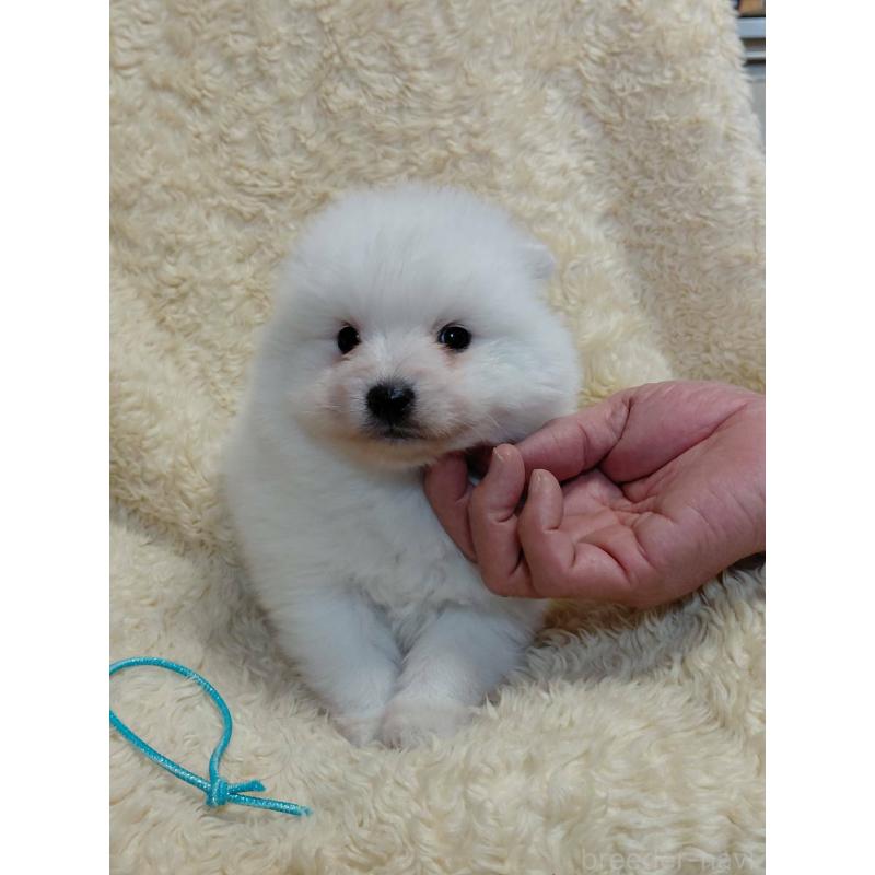 販売中の千葉県の日本スピッツ-446711の5枚目