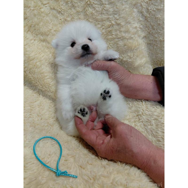 販売中の千葉県の日本スピッツ-446711の4枚目