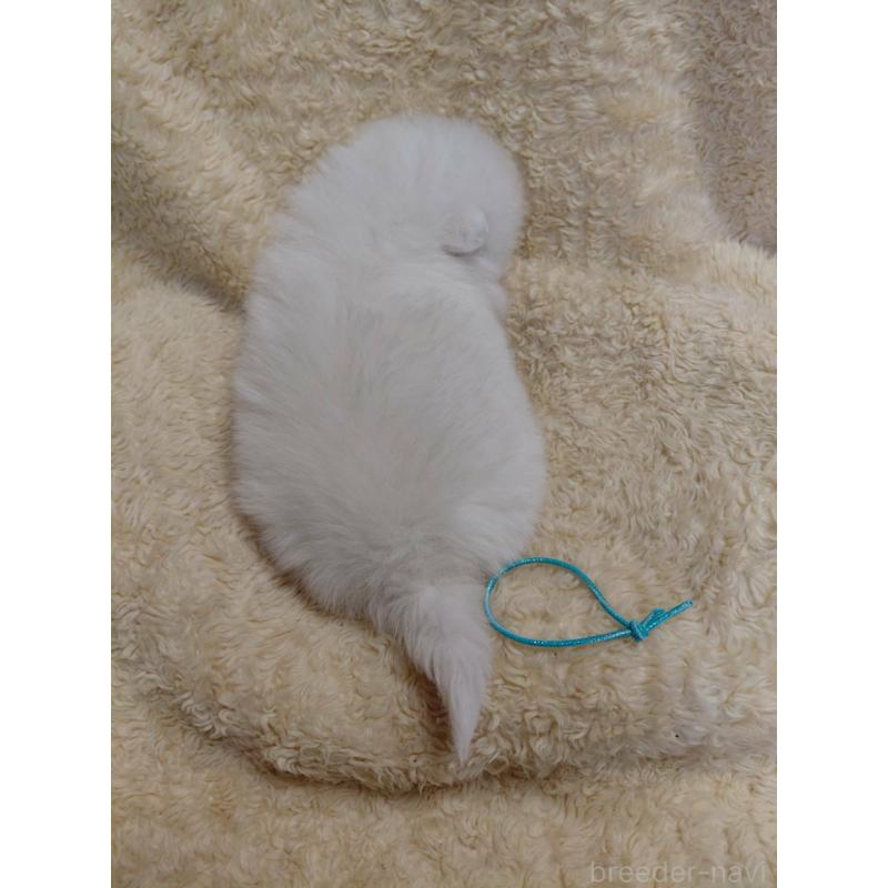 販売中の千葉県の日本スピッツ-446711の3枚目