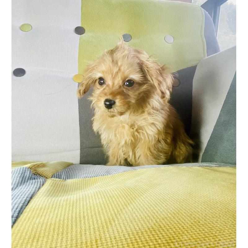 販売中の静岡県のチワプー:チワワ×トイプードル-446712の6枚目