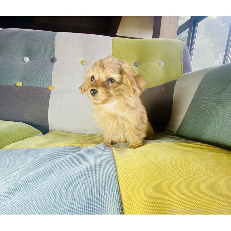 販売中の静岡県のチワプー:チワワ×トイプードル-446712の5枚目