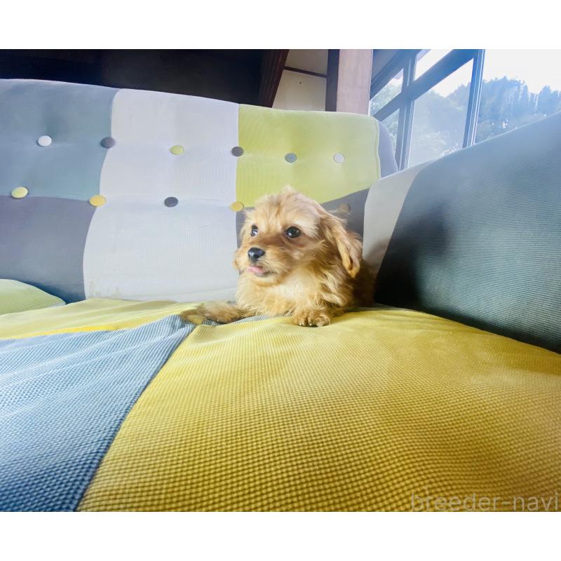 販売中の静岡県のチワプー:チワワ×トイプードル-446712の4枚目