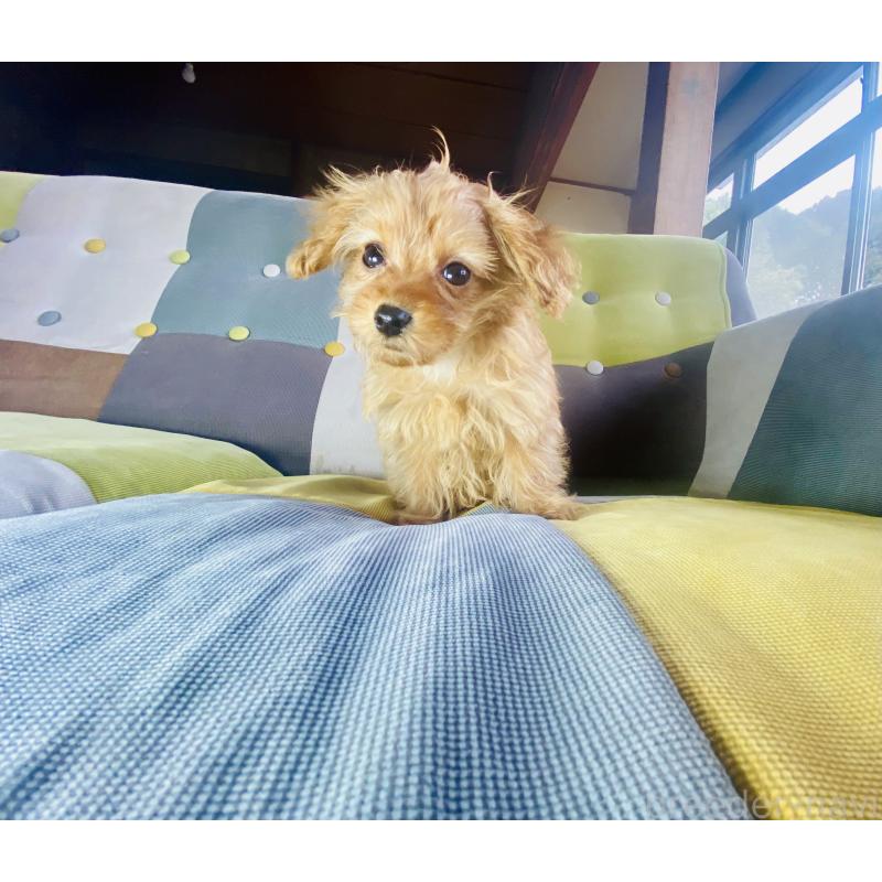 販売中の静岡県のチワプー:チワワ×トイプードル-446712の3枚目