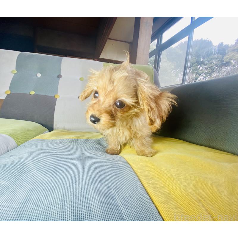 販売中の静岡県のチワプー:チワワ×トイプードル-446712の2枚目