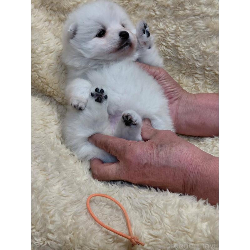 販売中の千葉県の日本スピッツ-446713の11枚目