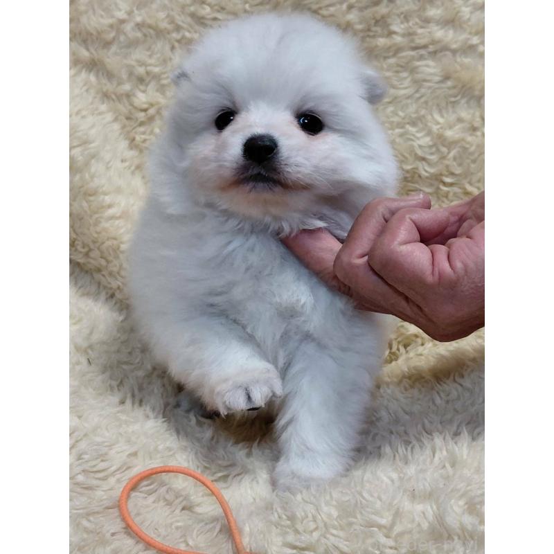 販売中の千葉県の日本スピッツ-446713の10枚目