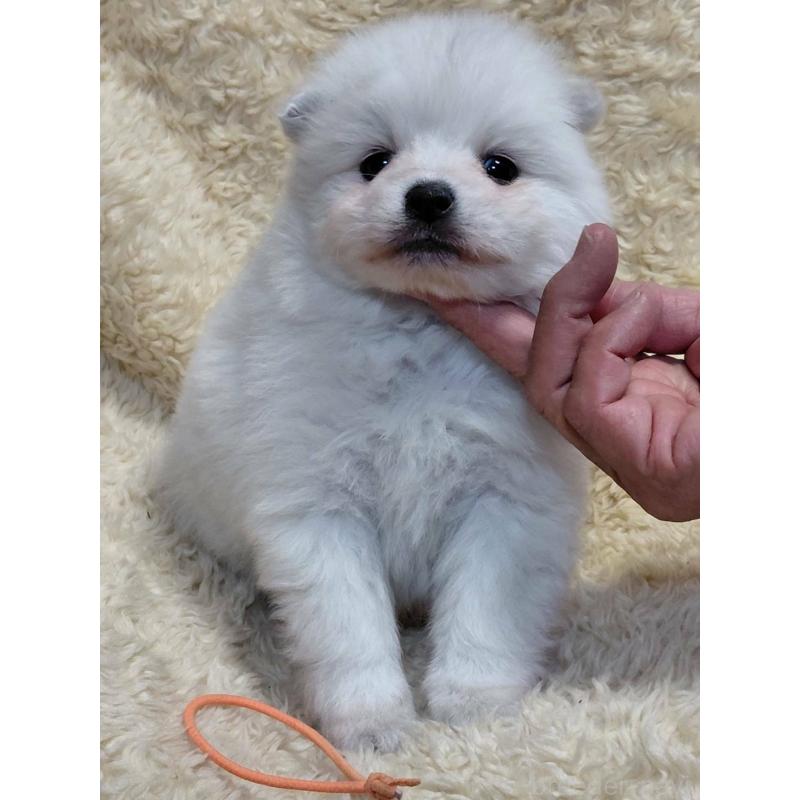 販売中の千葉県の日本スピッツ-446713の9枚目