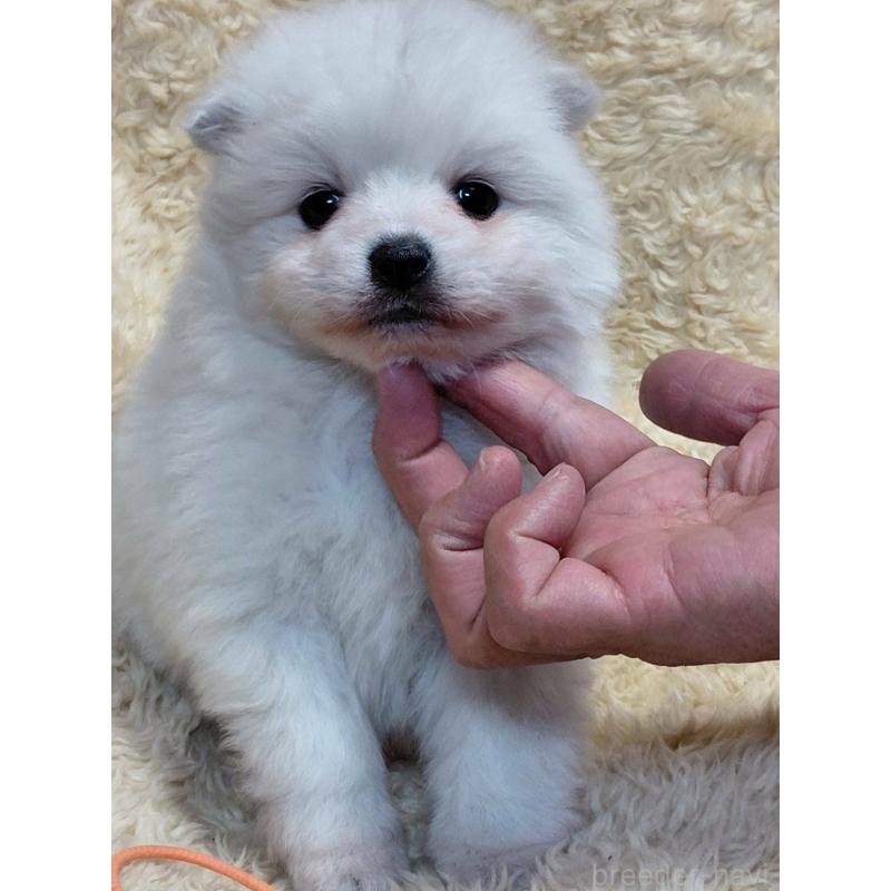 販売中の千葉県の日本スピッツ-446713の8枚目