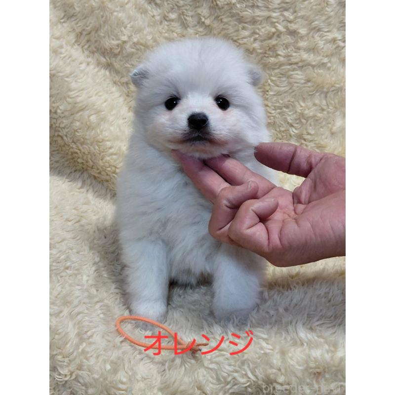 販売中の千葉県の日本スピッツ-446713の5枚目