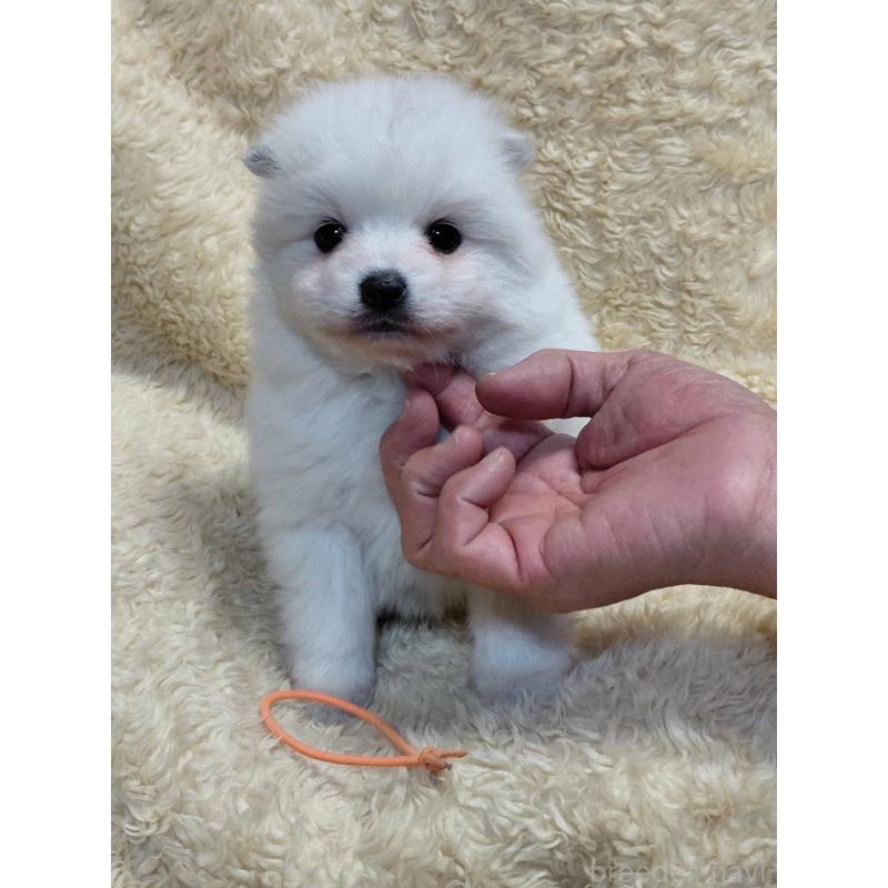 販売中の千葉県の日本スピッツ-446713の4枚目