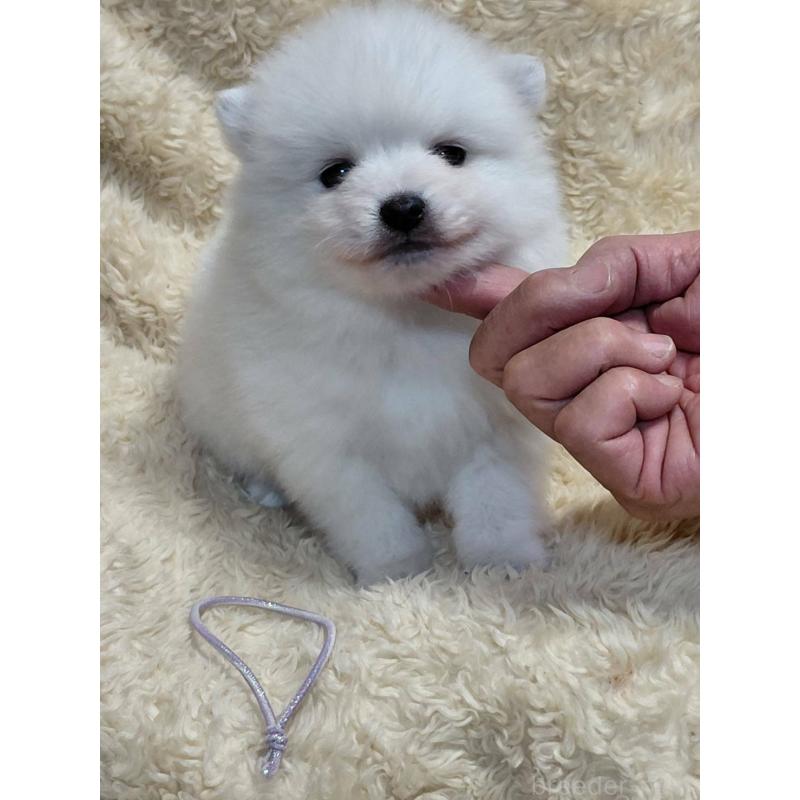 販売中の千葉県の日本スピッツ-446714の9枚目