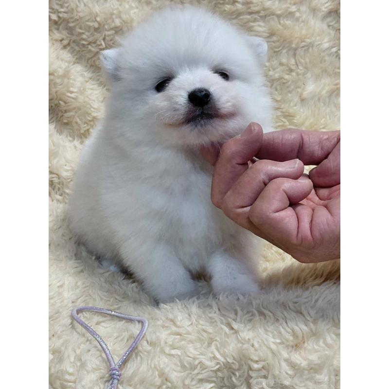 販売中の千葉県の日本スピッツ-446714の8枚目