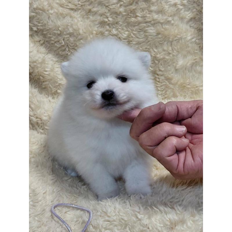 販売中の千葉県の日本スピッツ-446714の4枚目