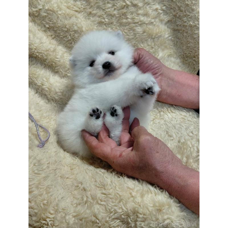 販売中の千葉県の日本スピッツ-446714の3枚目