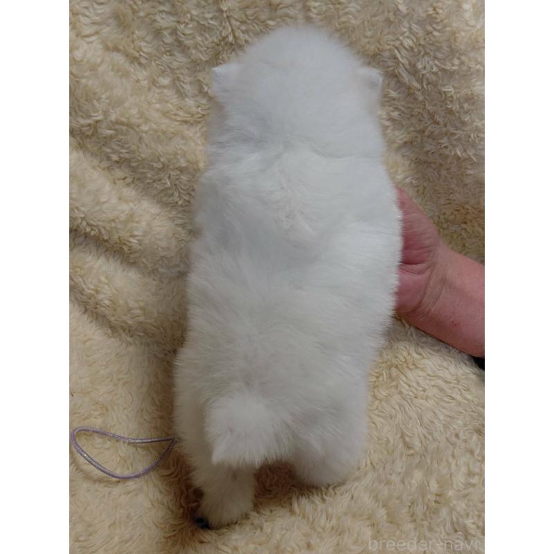 販売中の千葉県の日本スピッツ-446714の2枚目