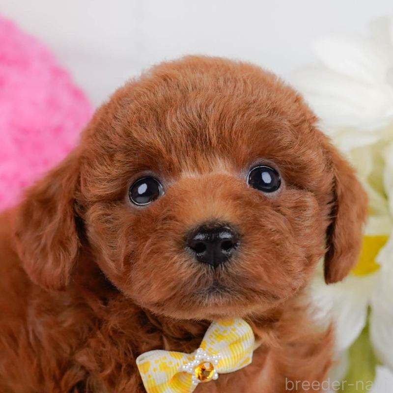 販売中の神奈川県のトイプードル-446718の1枚目