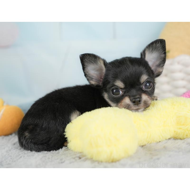 販売中の埼玉県のチワワ(ロングコート)-446717の12枚目