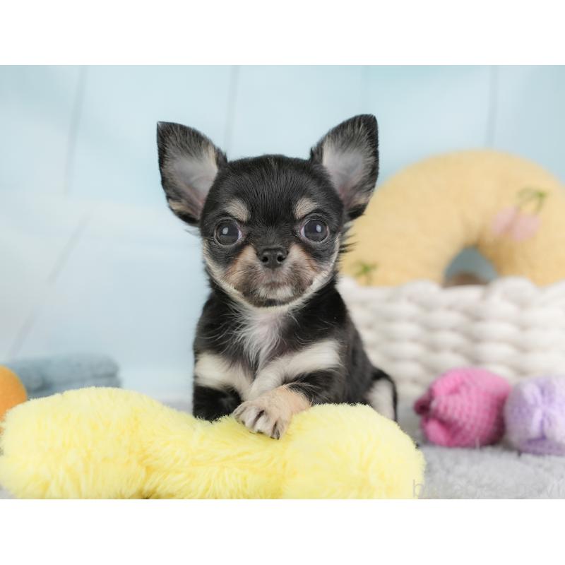 販売中の埼玉県のチワワ(ロングコート)-446717の11枚目