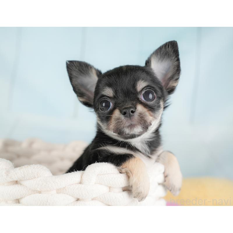 販売中の埼玉県のチワワ(ロングコート)-446717の9枚目