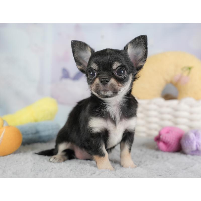 販売中の埼玉県のチワワ(ロングコート)-446717の8枚目