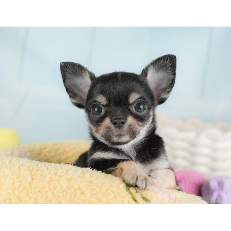 販売中の埼玉県のチワワ(ロングコート)-446717の6枚目