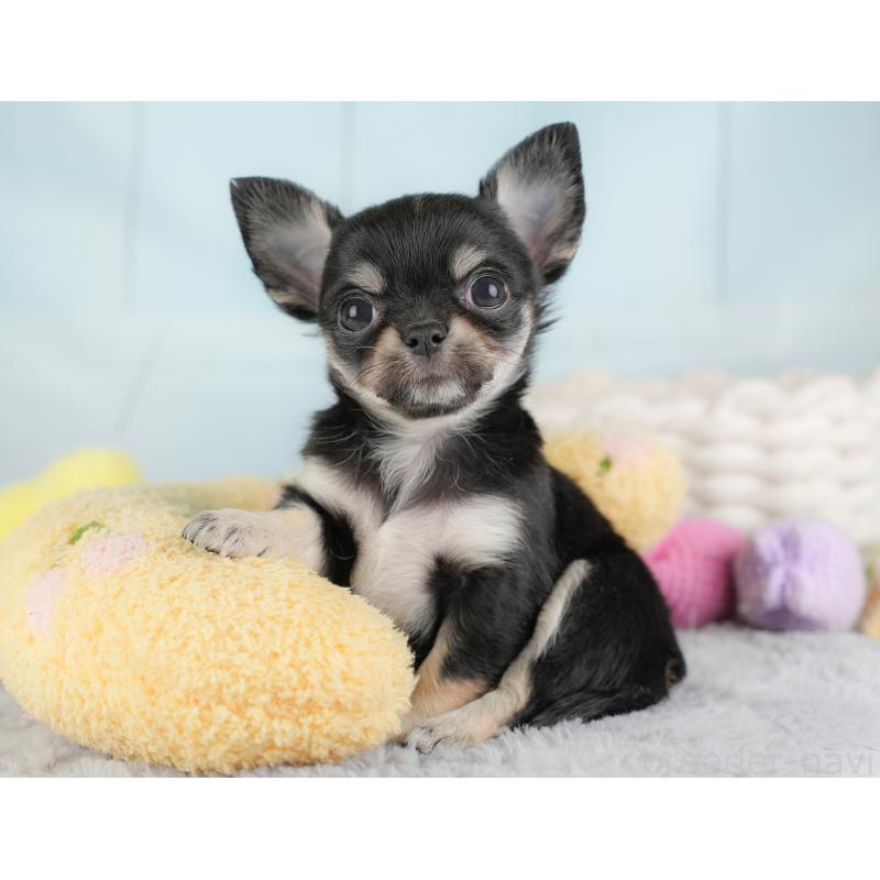 販売中の埼玉県のチワワ(ロングコート)-446717の5枚目