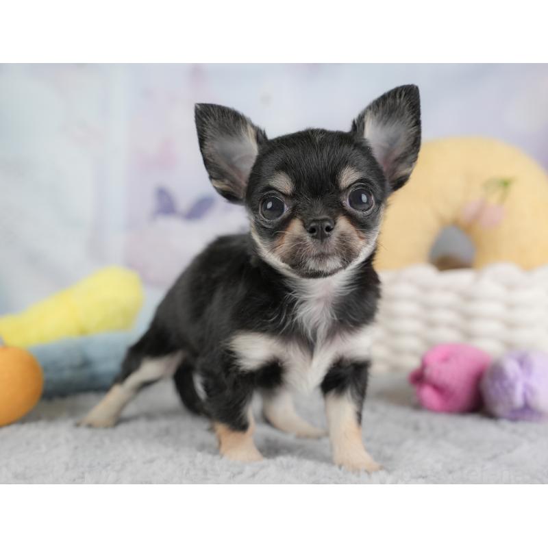 販売中の埼玉県のチワワ(ロングコート)-446717の4枚目