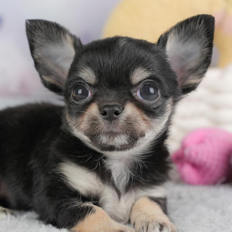 販売中の埼玉県のチワワ(ロングコート)-446717