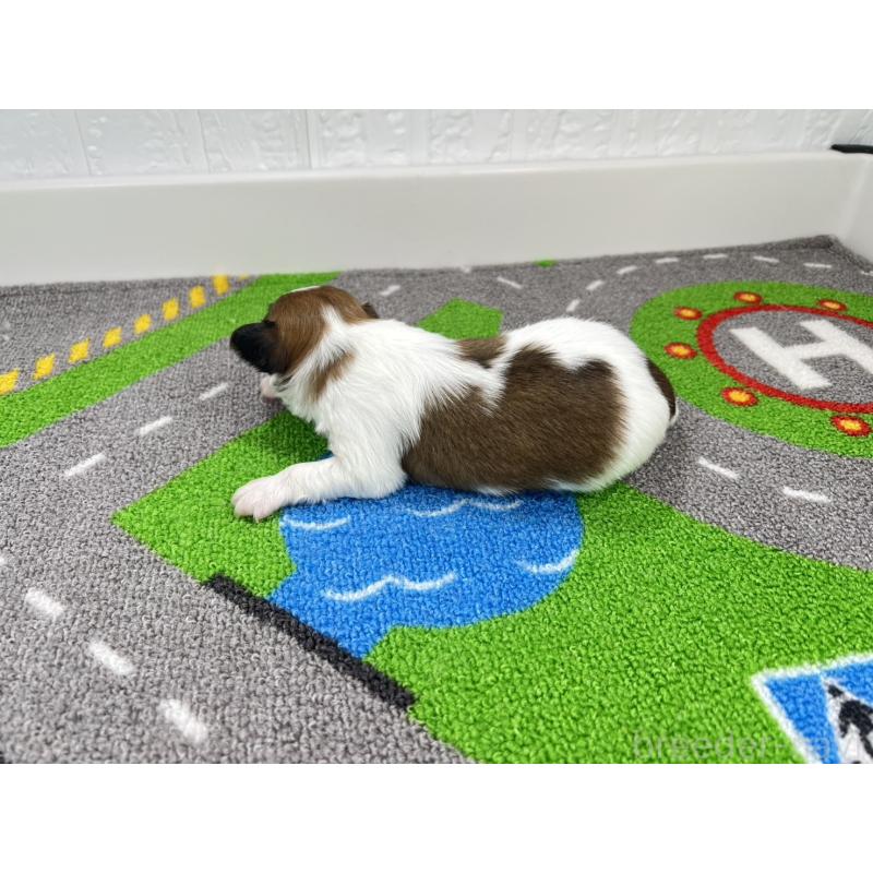 販売中の愛知県のパピヨン-446716の6枚目