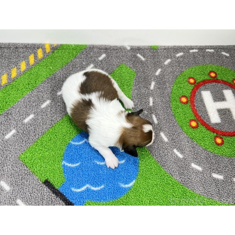 販売中の愛知県のパピヨン-446716の5枚目