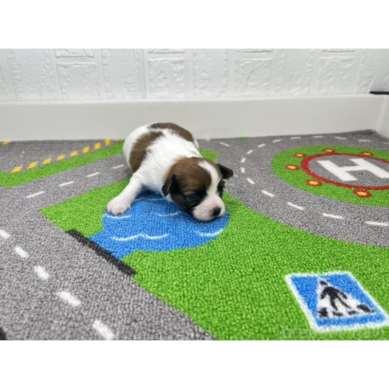 販売中の愛知県のパピヨン-446716の4枚目